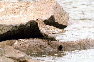 Sandpiper, Rock, St George Alaska 06-1996 B06P29I01